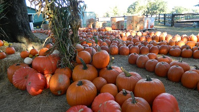 Painted Oaks Academy pumpkins