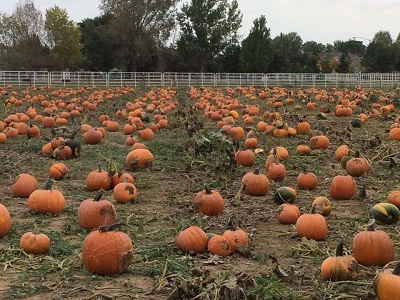 Hill's Harvest - pumpkins, pumpkin patch-pick in the field