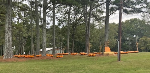 Northbrook United Methodist Church pumpkins