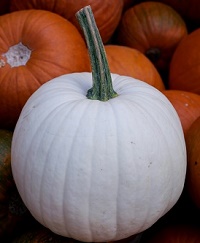 Felderland Farm white pumpkin