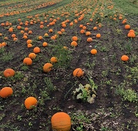 Church View Farm pumpkins