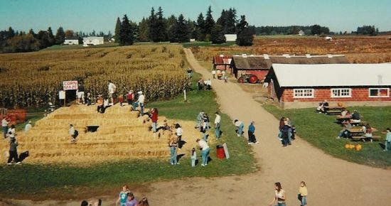Bi-Zi Farm corn maze and pumpkin patch with hayrides
