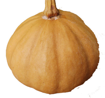 Appalacian pumpkin