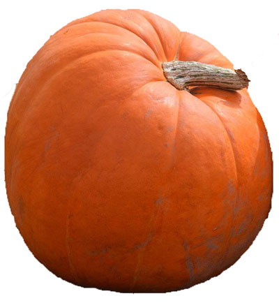Prizewinner pumpkin