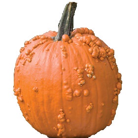 Knucklwhead pumpkin