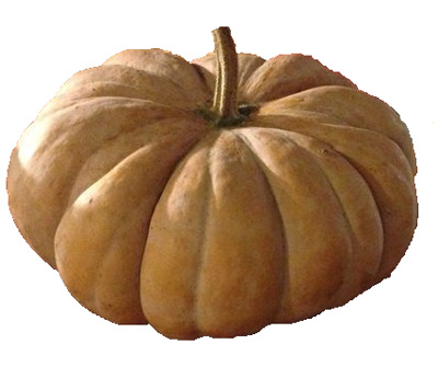 Rumbo pumpkin