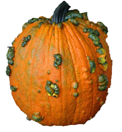 Warty Goblin pumpkin